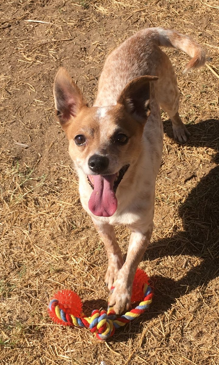 Australian Cattle Dog Chihuahua Mix