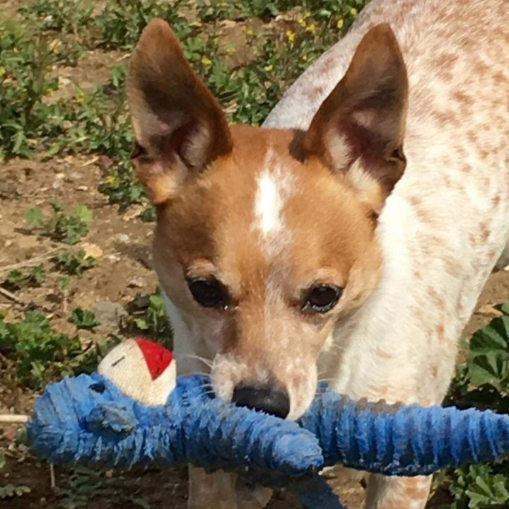 Australian Cattle Dog Chihuahua Mix