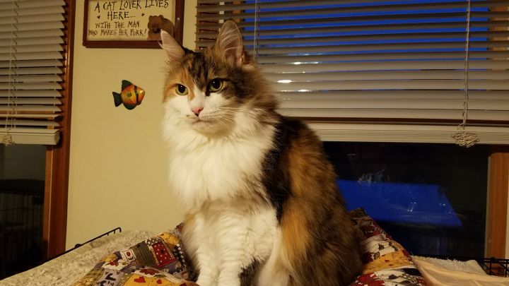 Cat For Adoption Bungee A Domestic Long Hair Calico Mix In