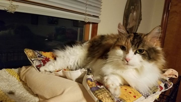 Cat For Adoption Bungee A Domestic Long Hair Calico Mix In