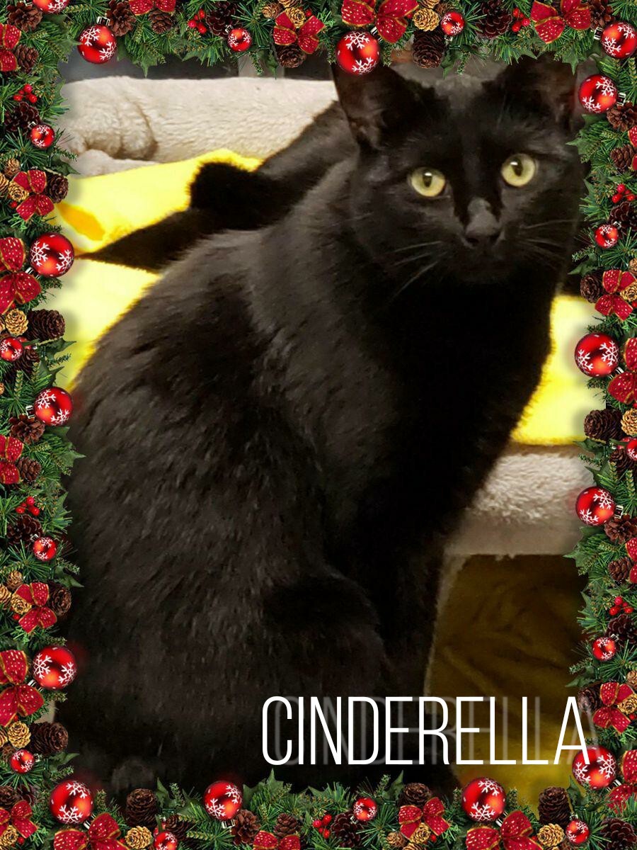 Cinderella, an adoptable Domestic Short Hair in Whiting, IN, 46394 | Photo Image 3