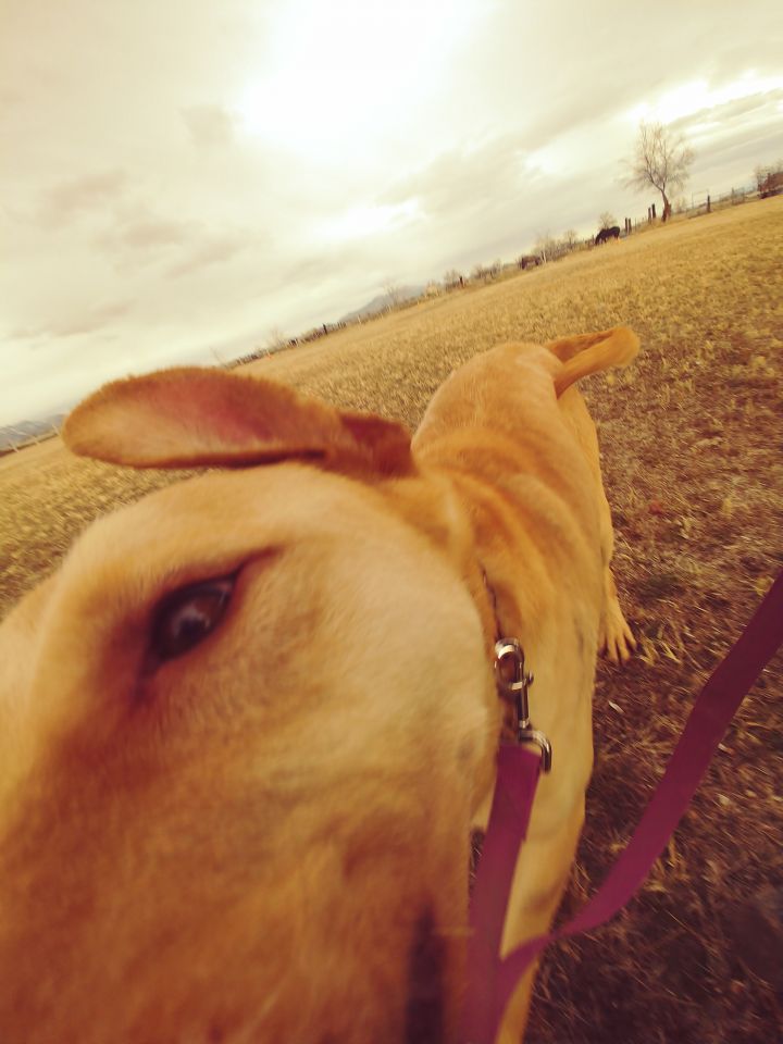 Diesel, an adopted Labrador Retriever & Shepherd Mix in Grantsville, UT_image-2