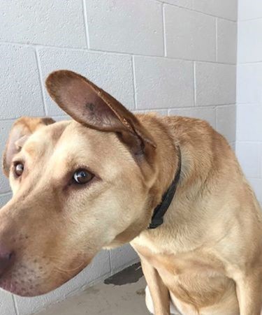 Diesel, an adopted Labrador Retriever & Shepherd Mix in Grantsville, UT_image-4