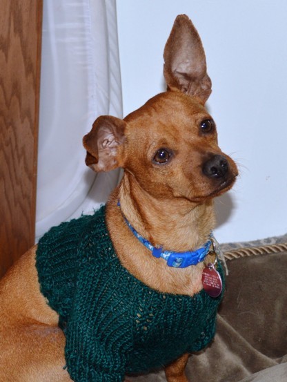 Ren, an adoptable Miniature Pinscher in Carlsbad, CA, 92011 | Photo Image 1