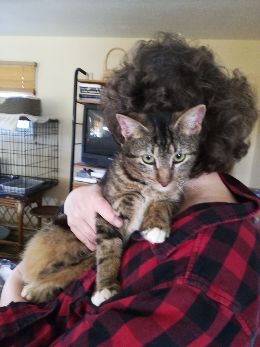 Peri, an adoptable Tabby, Domestic Short Hair in San Clemente, CA, 92672 | Photo Image 1