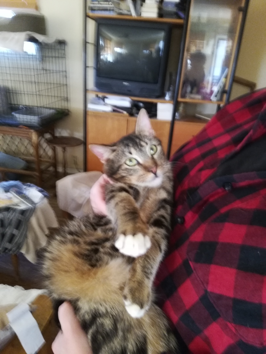 Peri, an adoptable Tabby, Domestic Short Hair in San Clemente, CA, 92672 | Photo Image 2