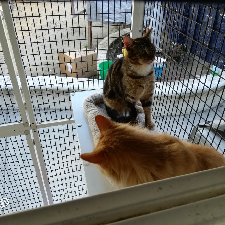 Peri, an adoptable Tabby, Domestic Short Hair in San Clemente, CA, 92672 | Photo Image 3