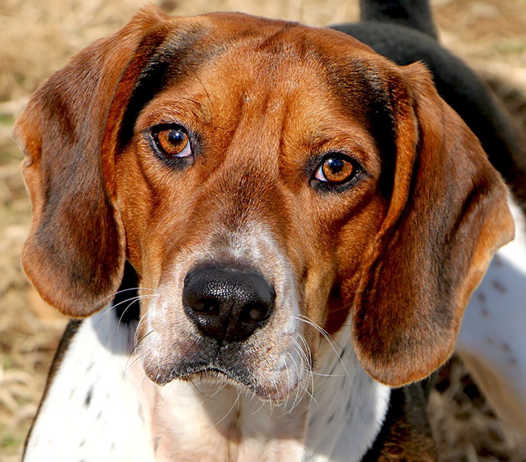 Hunter, an adoptable Beagle, Hound in Charles Town, WV, 25414 | Photo Image 1