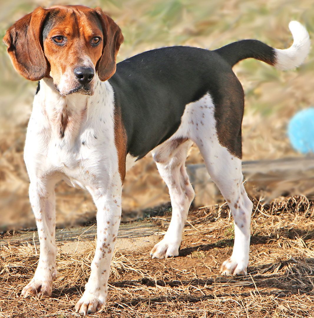 Hunter, an adoptable Beagle, Hound in Charles Town, WV, 25414 | Photo Image 2