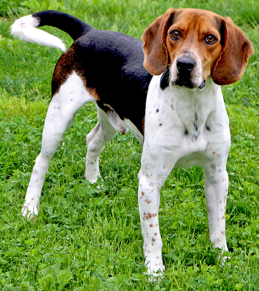 Hunter, an adoptable Beagle, Hound in Charles Town, WV, 25414 | Photo Image 3