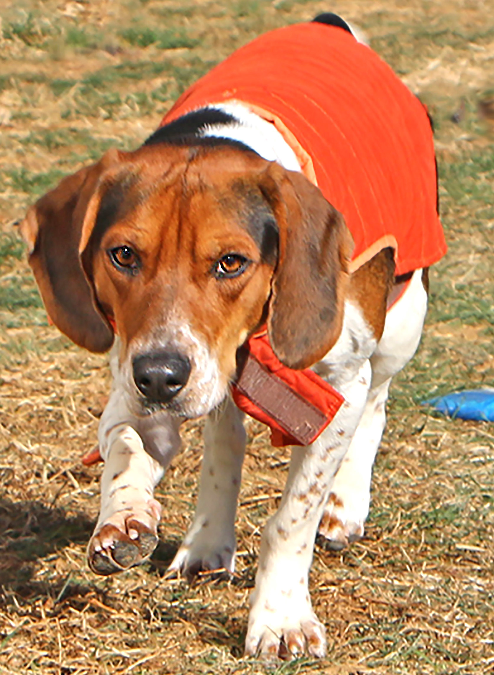 Hunter, an adoptable Beagle, Hound in Charles Town, WV, 25414 | Photo Image 5