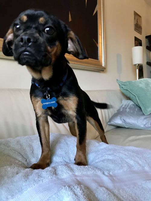 . Scout (Cav/Frenchie) .