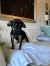 . Scout (Cav/Frenchie) .