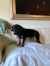 . Scout (Cav/Frenchie) .