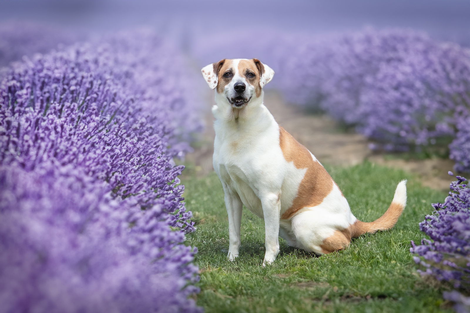 Star, an adoptable Great Pyrenees, Hound in Boston, KY, 40107 | Photo Image 1