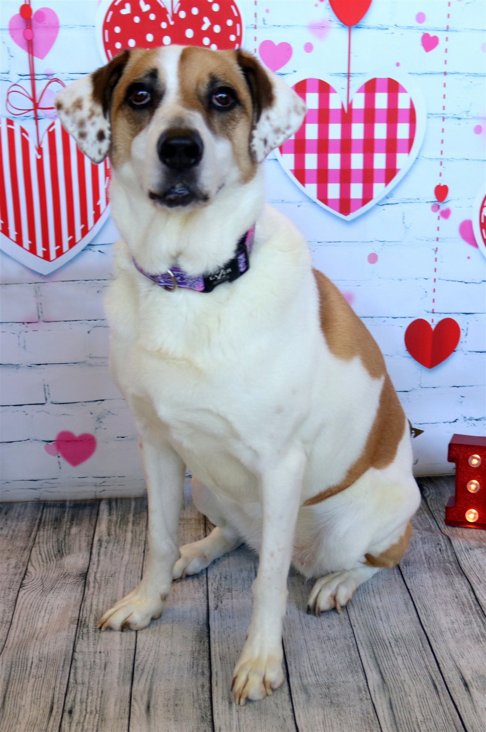 Star, an adoptable Great Pyrenees, Hound in Boston, KY, 40107 | Photo Image 2