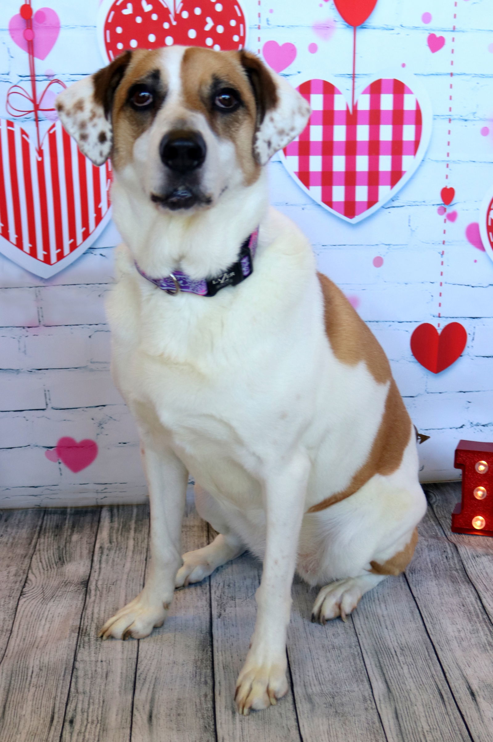 Star, an adoptable Great Pyrenees, Hound in Boston, KY, 40107 | Photo Image 2