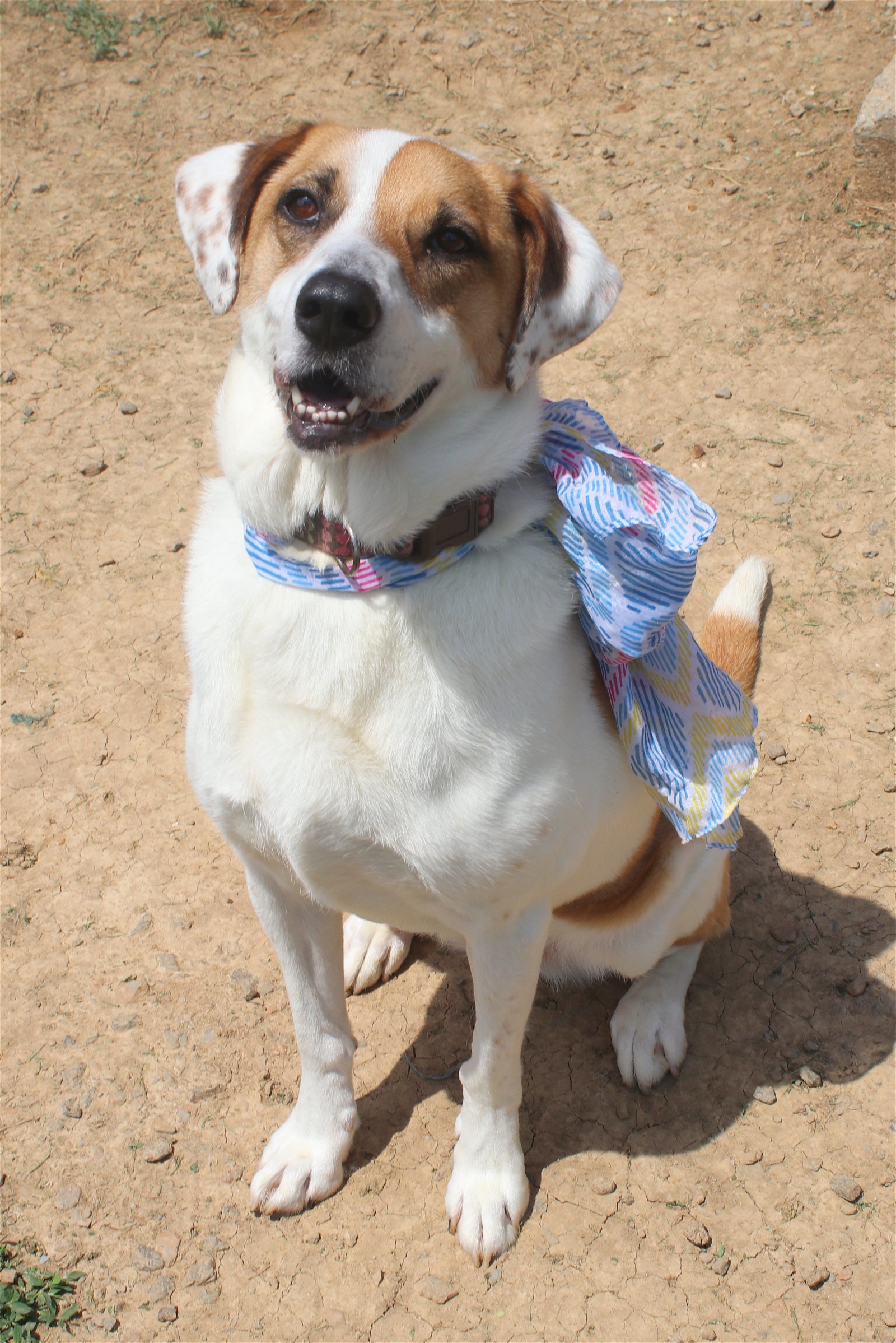 Star, an adoptable Great Pyrenees, Hound in Boston, KY, 40107 | Photo Image 3