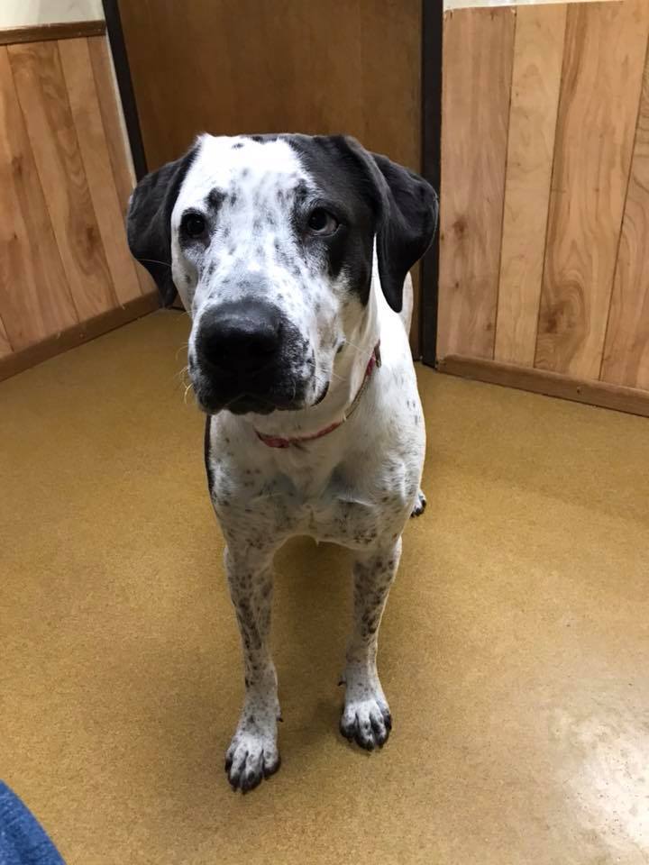Tia (Obedience Trained), an adoptable Great Dane in Maryville, MO, 64468 | Photo Image 3