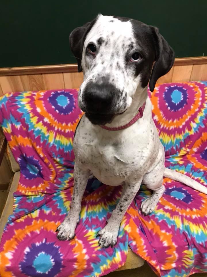 Tia (Obedience Trained), an adoptable Great Dane in Maryville, MO, 64468 | Photo Image 4