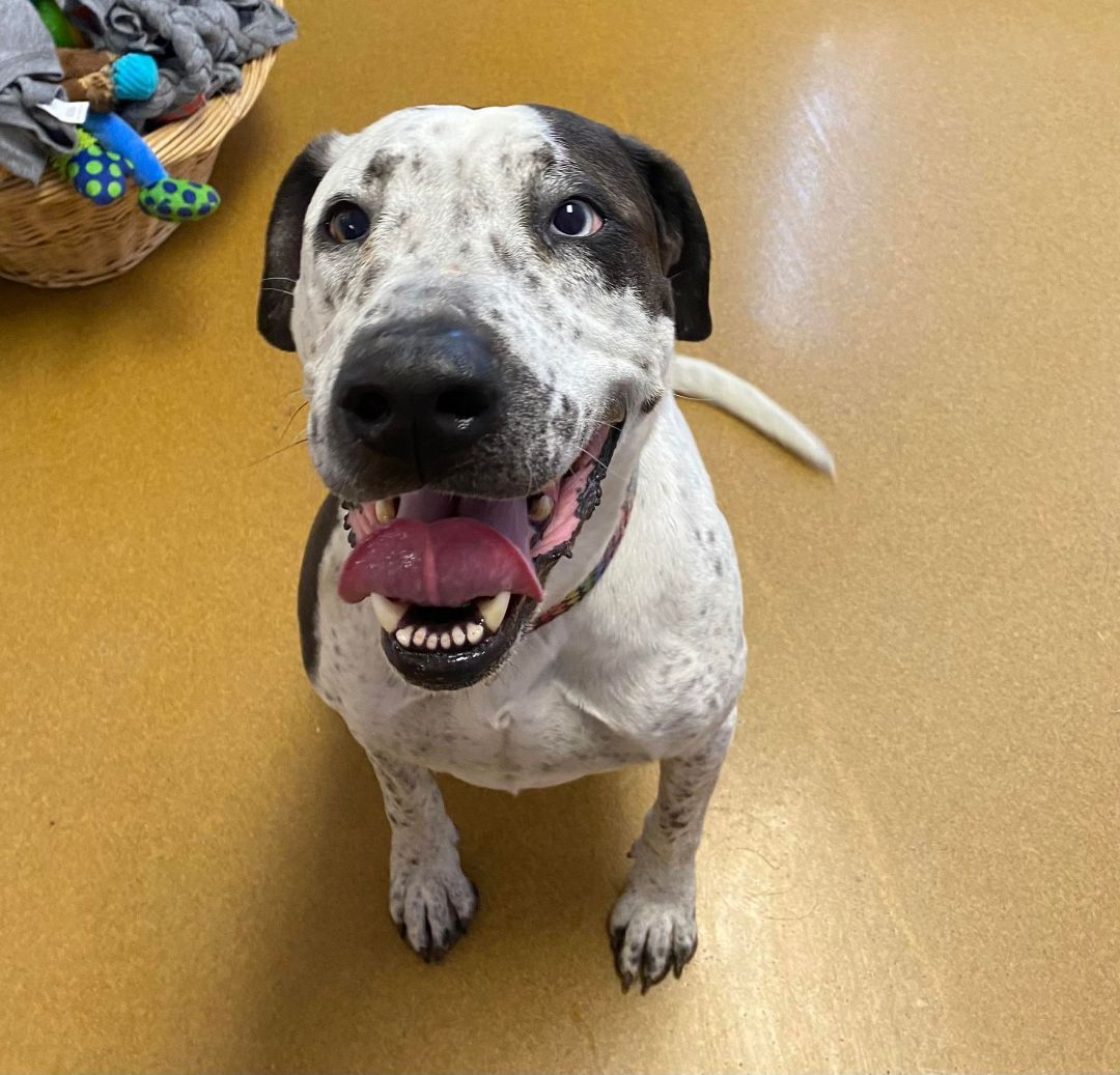 Tia (Obedience Trained), an adoptable Great Dane in Maryville, MO, 64468 | Photo Image 6