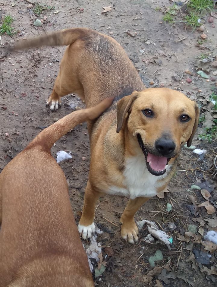 Dog For Adoption Guinevere A Beagle Mountain Cur Mix In - mountain cur mix