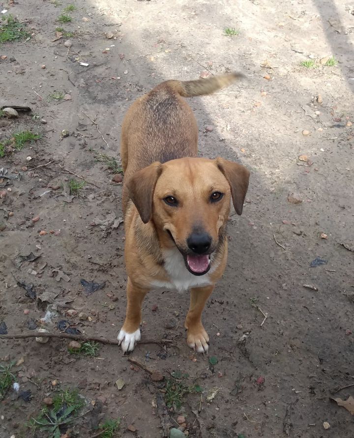 Dog For Adoption Guinevere A Beagle Mountain Cur Mix In - 