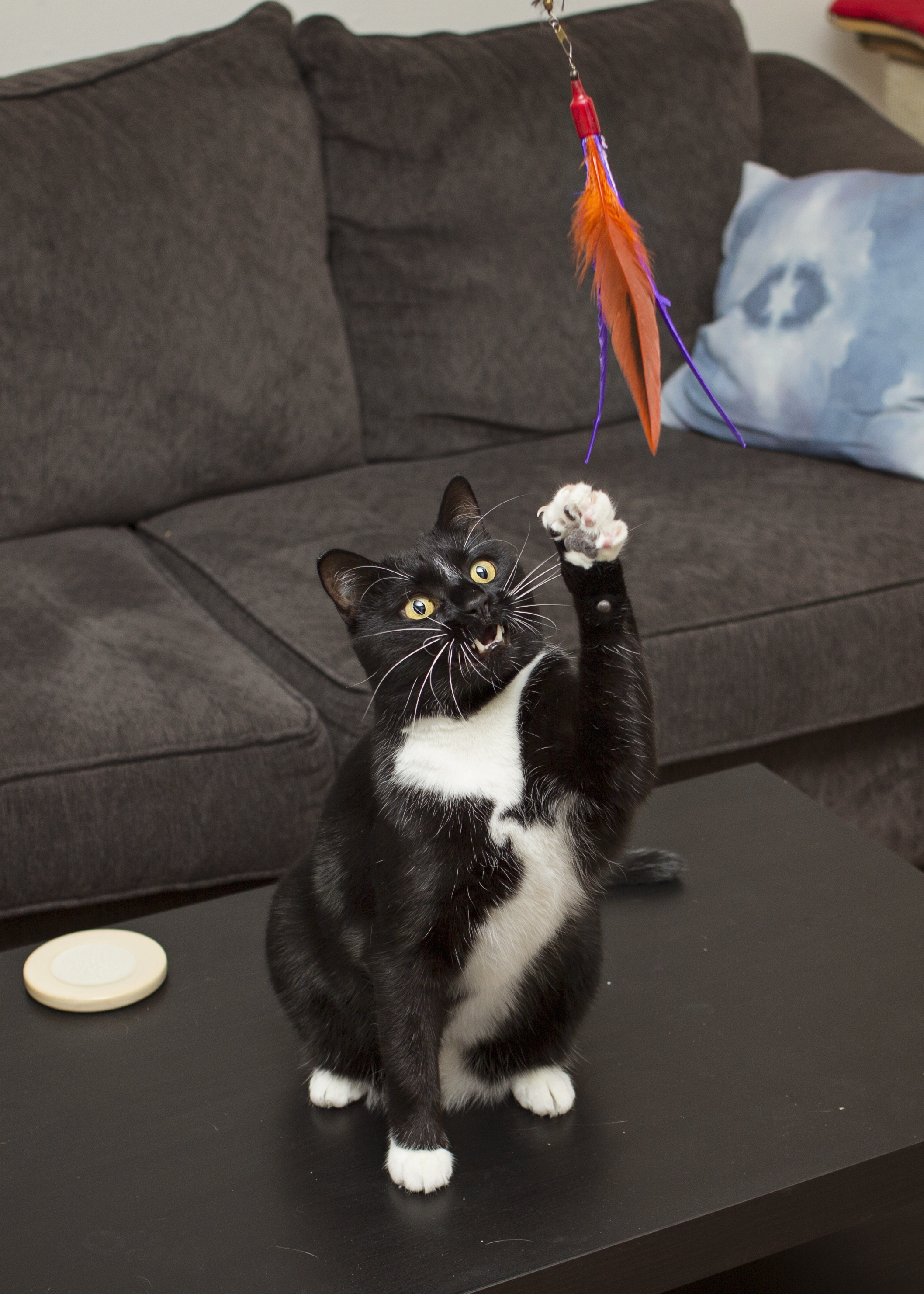 Lucky, an adoptable Domestic Short Hair in Milwaukee, WI, 53237 | Photo Image 3