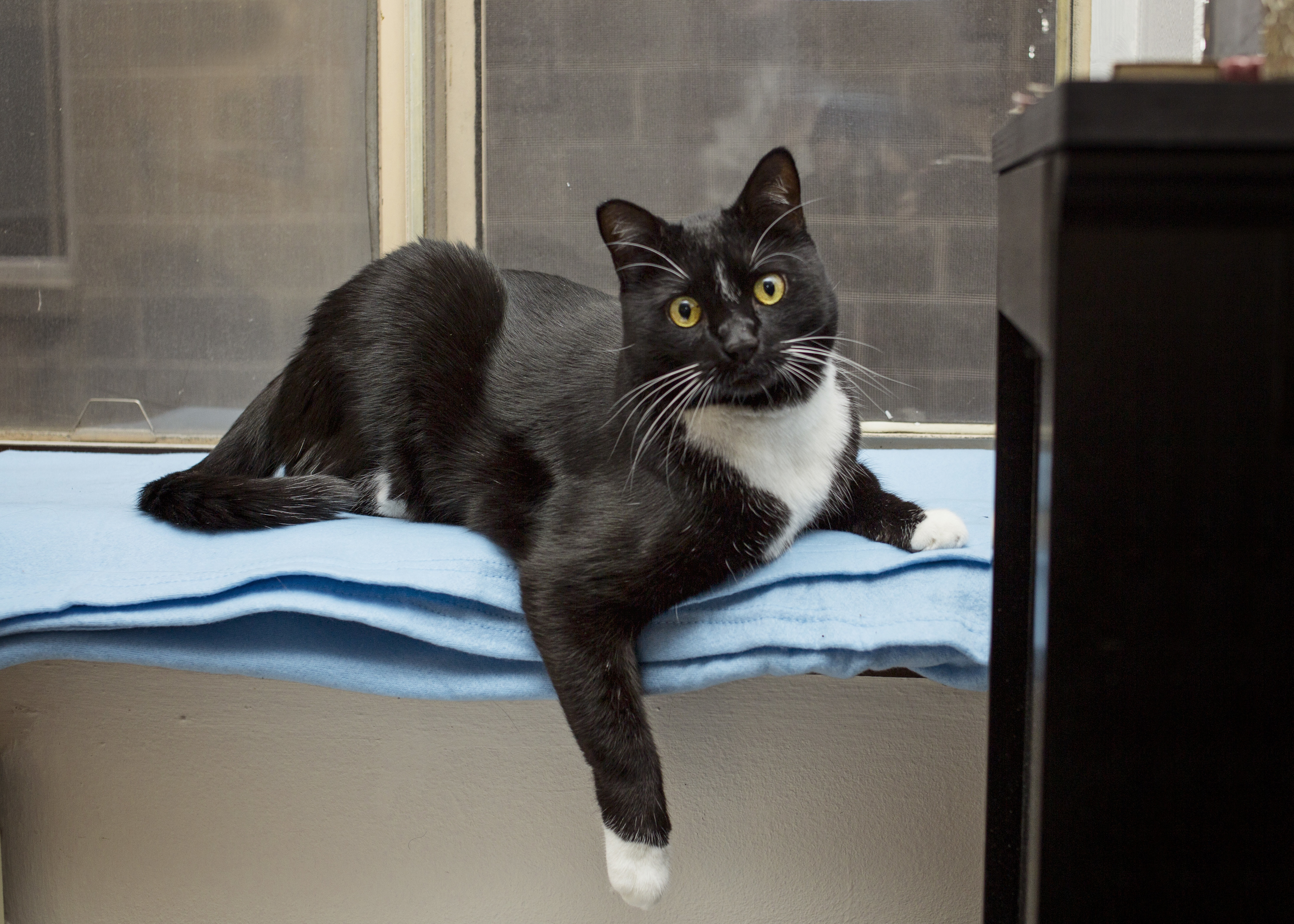 Lucky, an adoptable Domestic Short Hair in Milwaukee, WI, 53237 | Photo Image 6