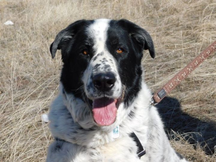 Doc, an adopted Great Pyrenees & Australian Cattle Dog / Blue Heeler Mix in Ridgway, CO_image-1
