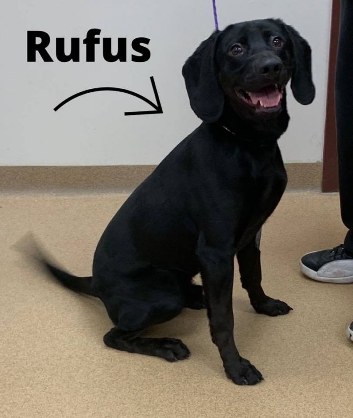 Rufus 1