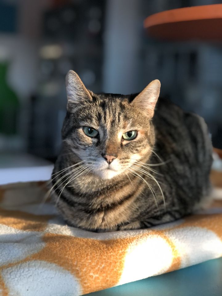 Viv, an adoptable Tabby & Calico Mix in Los Angeles, CA_image-1