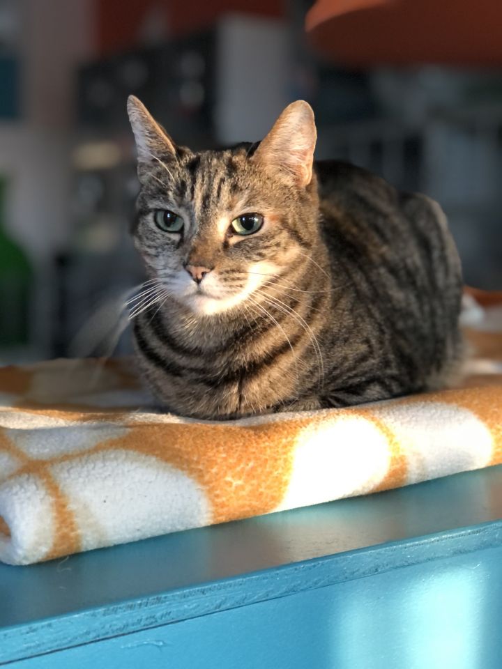 Cat For Adoption Viv A Tabby Calico Mix In Los Angeles Ca Petfinder
