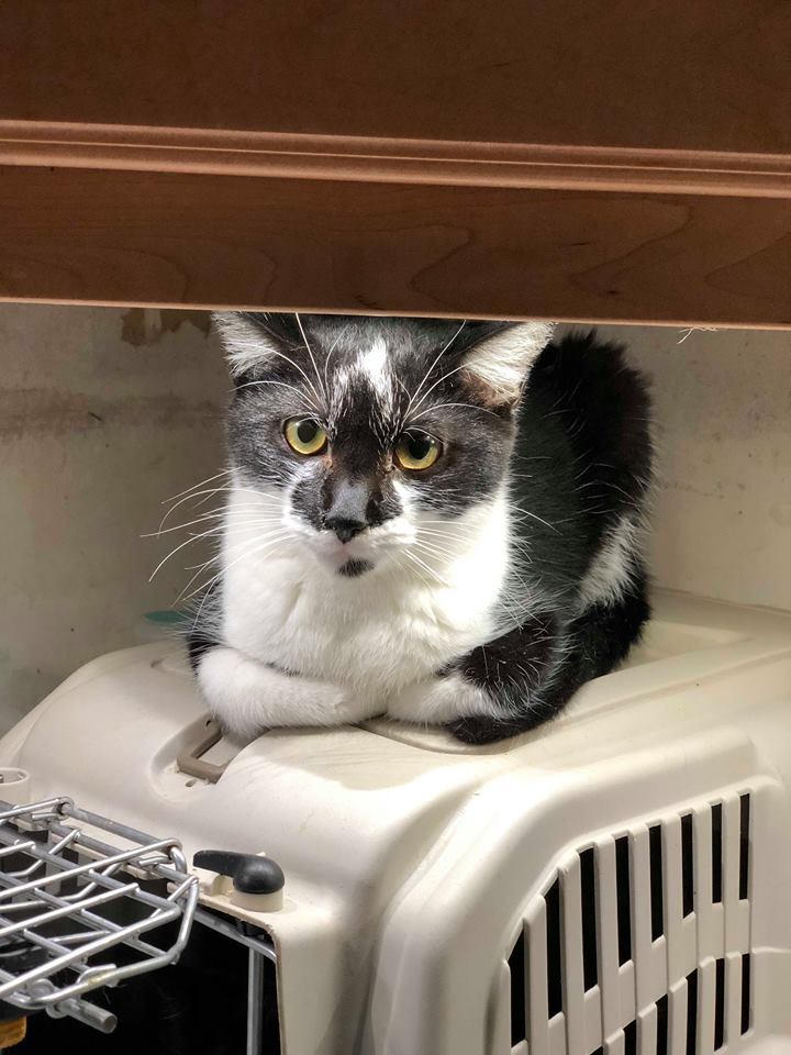 BETSY, an adoptable Domestic Short Hair in Capshaw, AL, 35742 | Photo Image 1