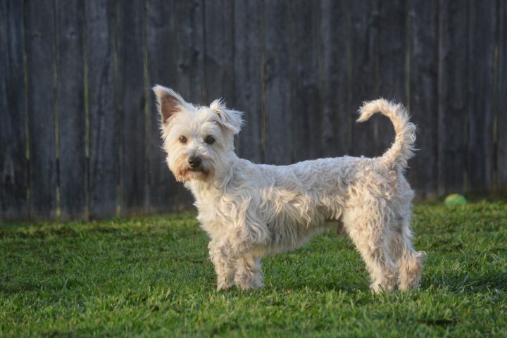 Dog For Adoption Jasper Westie Mix A West Highland White Terrier Westie Poodle Mix In Abilene Tx Petfinder