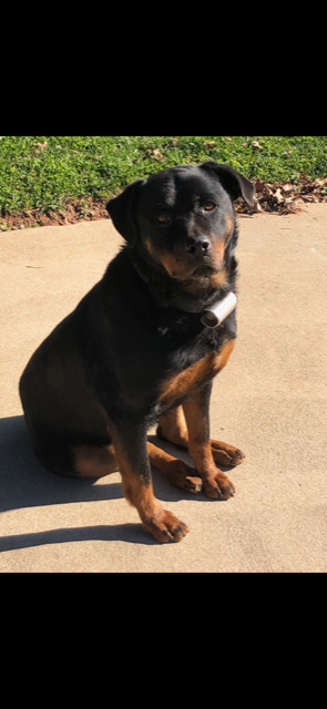 Bella Rottweiler