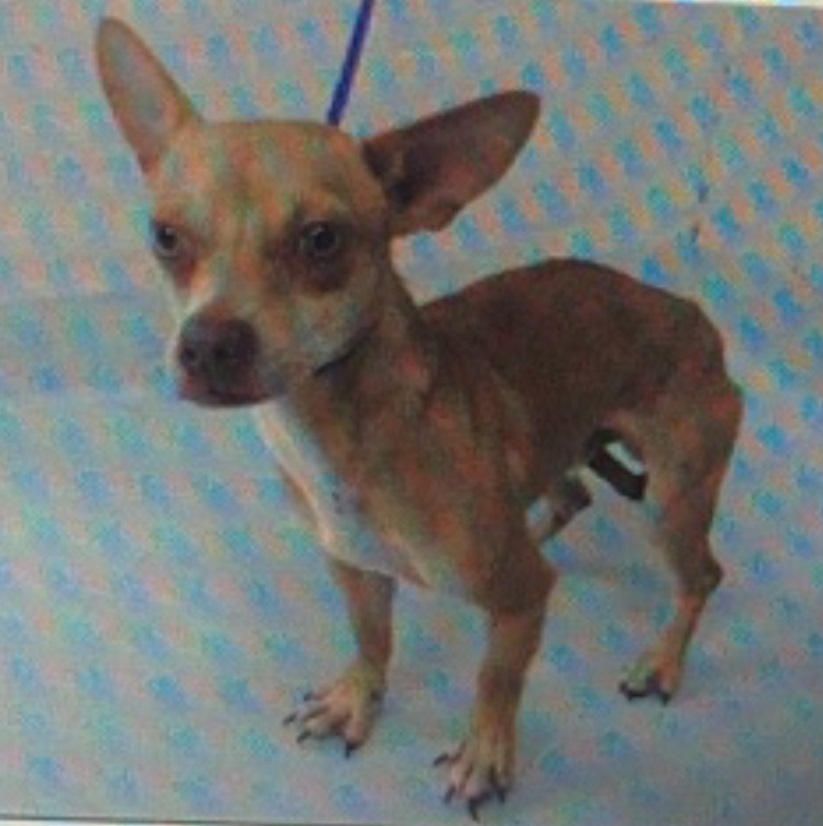 Darshan, an adoptable Chihuahua, Jack Russell Terrier in Missouri City, TX, 77489 | Photo Image 2