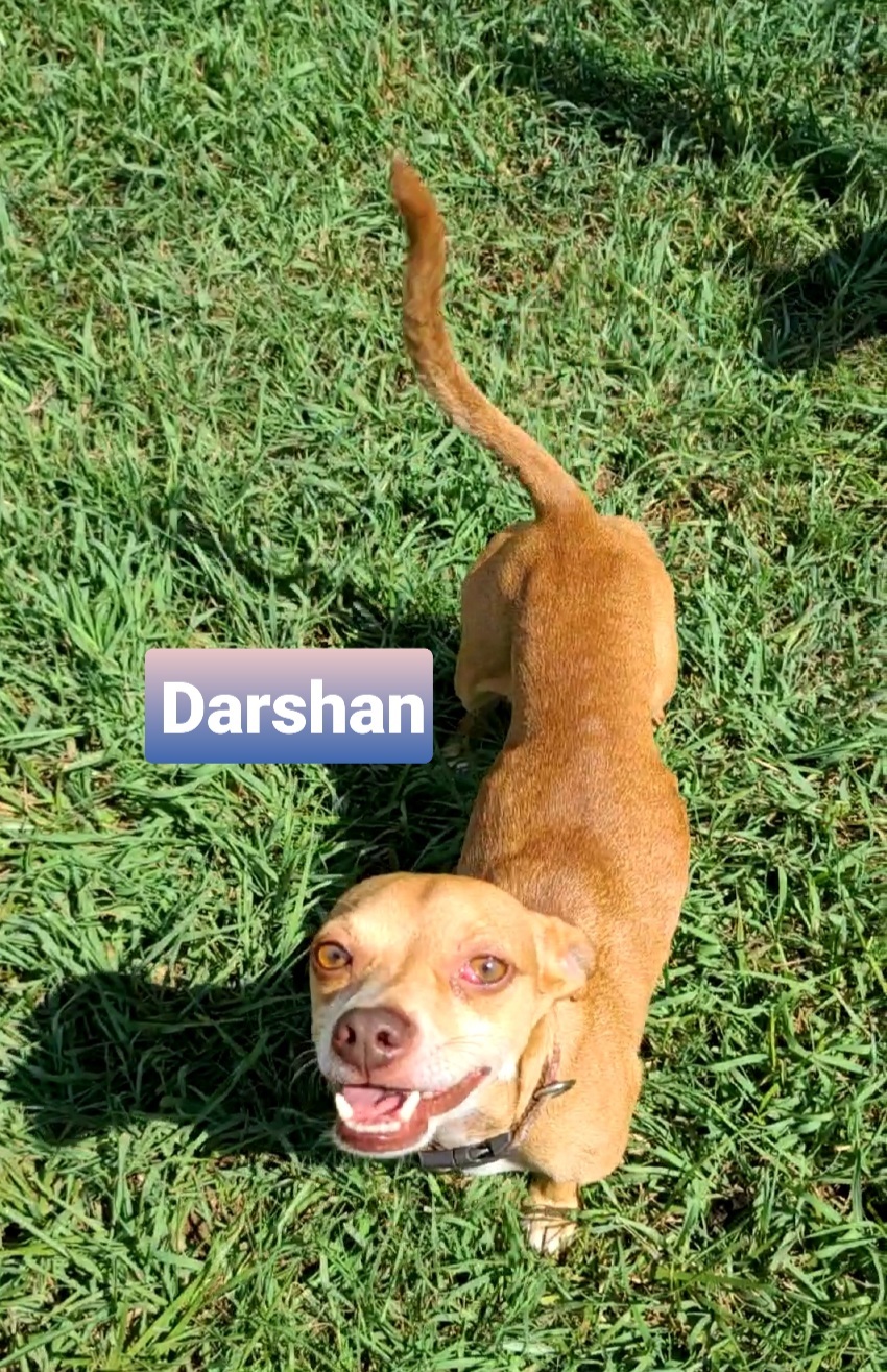Darshan, an adoptable Chihuahua, Jack Russell Terrier in Missouri City, TX, 77489 | Photo Image 6