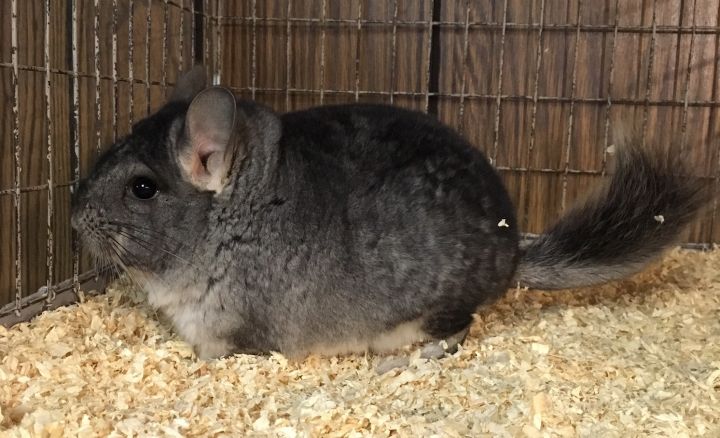 5.5 Month Old Standard Grey Male Chinchilla 3