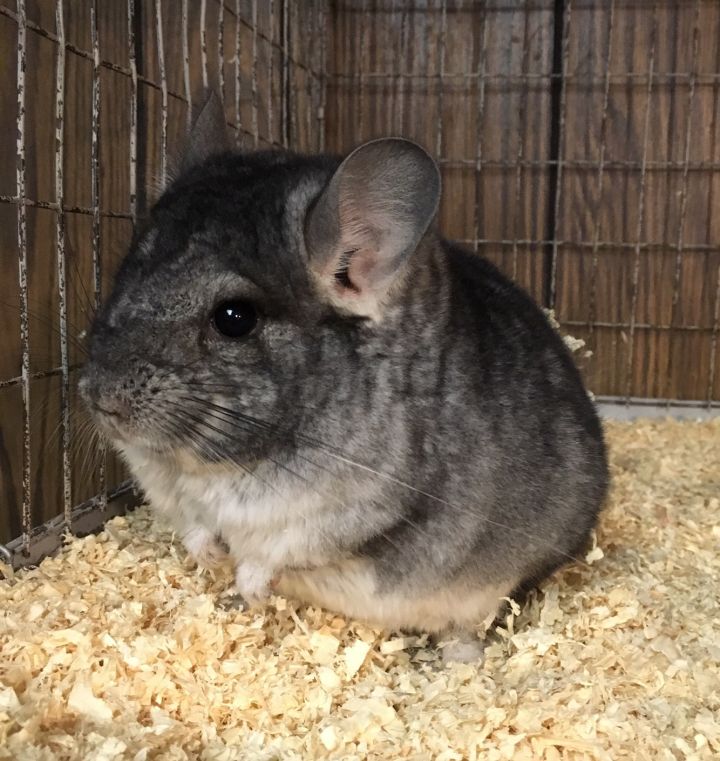 5.5 Month Old Standard Grey Male Chinchilla 4