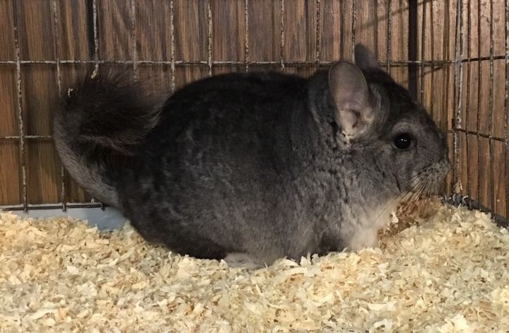 5.5 Month Old Standard Grey Male Chinchilla 5
