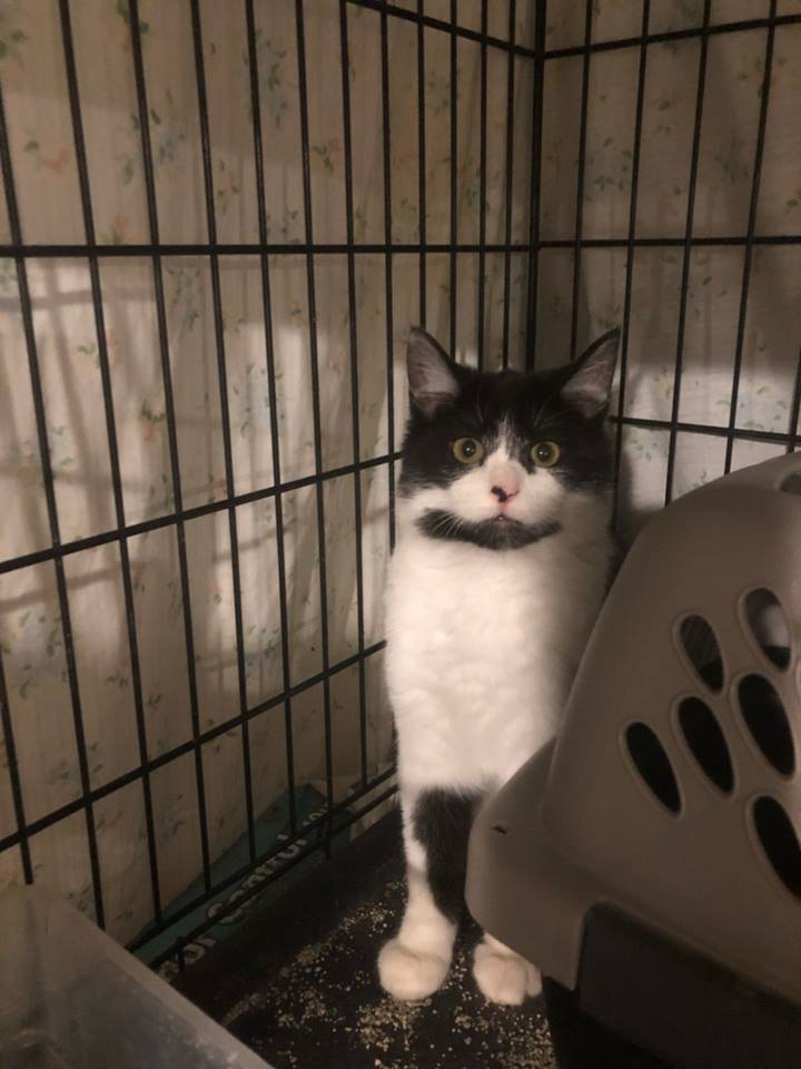 Marzipan, an adoptable Domestic Short Hair in Leitchfield, KY, 42754 | Photo Image 1