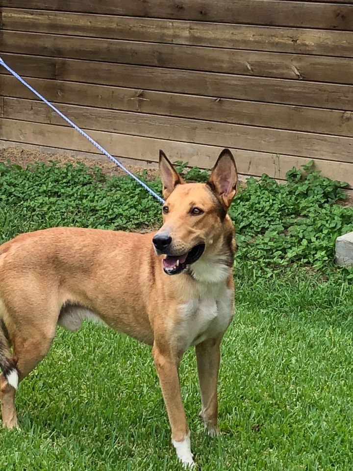 Dog For Adoption Tanner A Smooth Collie Mix In Houston Tx