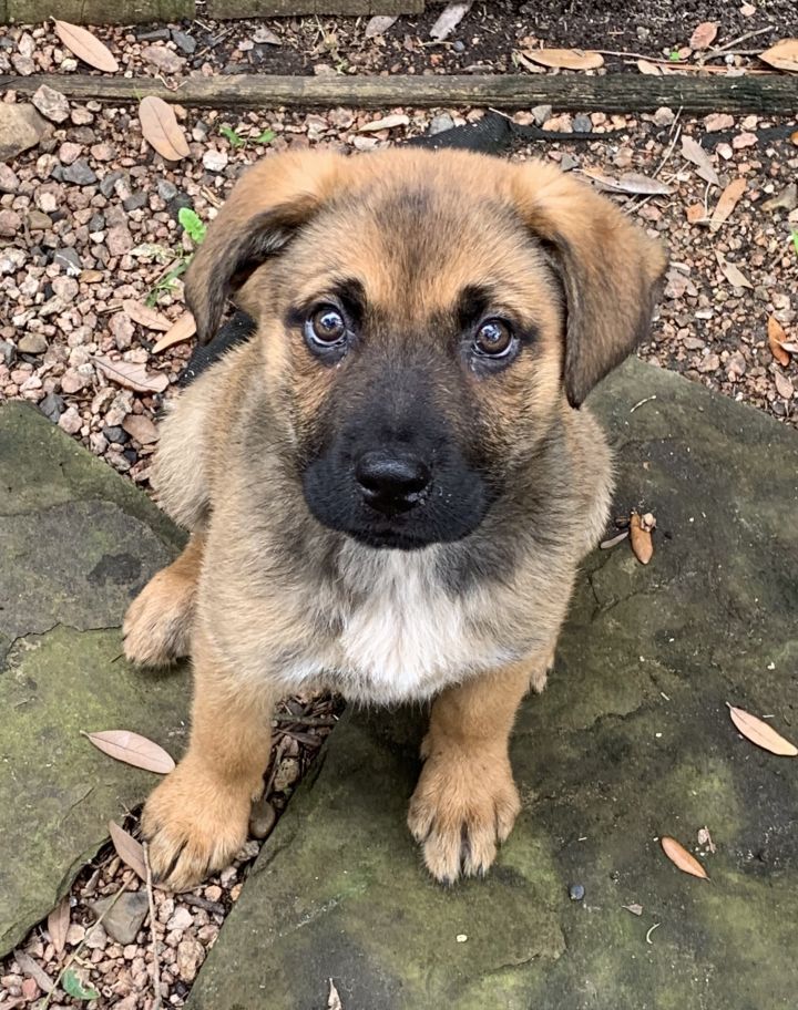 Dog For Adoption Anna A German Shepherd Dog Belgian Shepherd