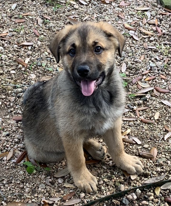 Dog For Adoption Elsa A German Shepherd Dog Belgian Shepherd