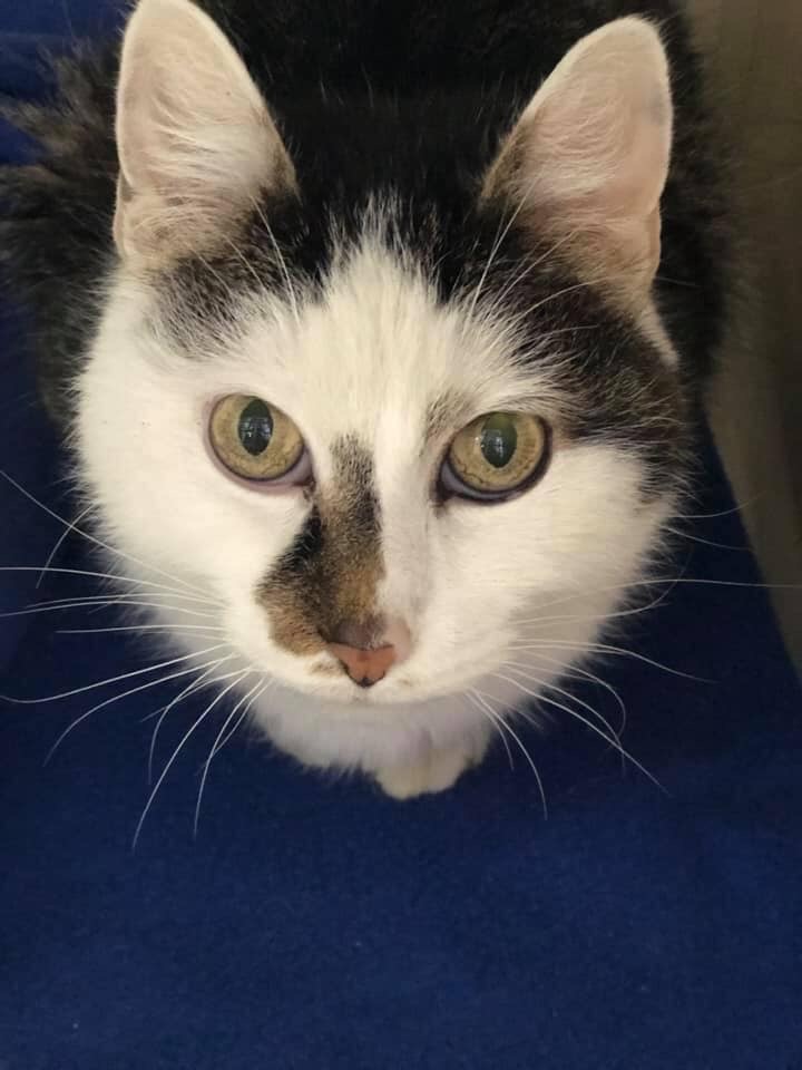 Magic Mike, an adoptable Domestic Medium Hair in Blaine, MN, 55434 | Photo Image 2