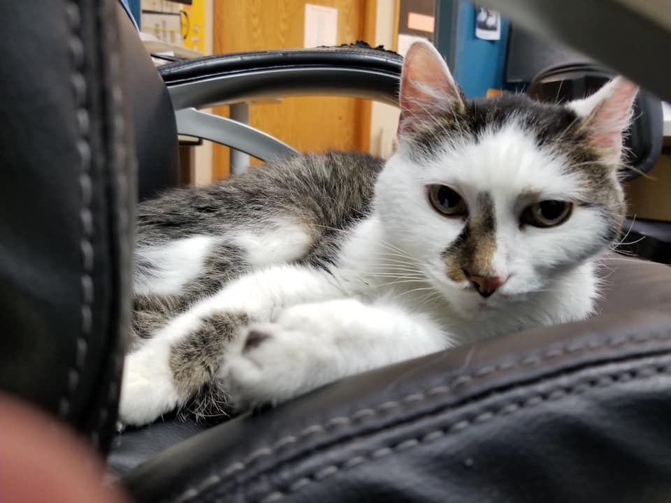 Magic Mike, an adoptable Domestic Medium Hair in Blaine, MN, 55434 | Photo Image 3