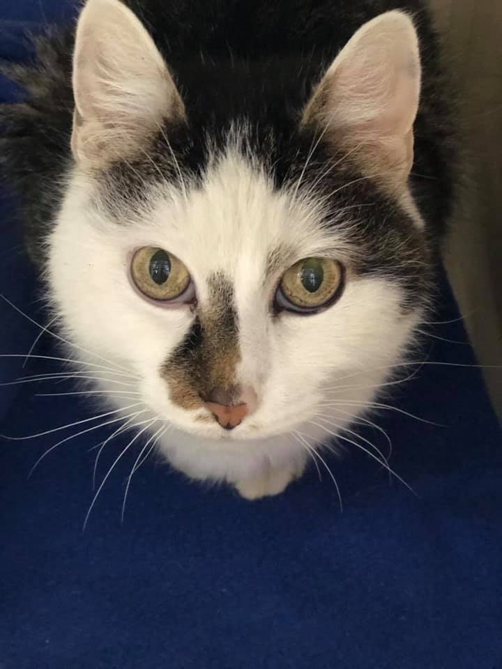 Magic Mike, an adoptable Domestic Medium Hair in Blaine, MN, 55434 | Photo Image 4