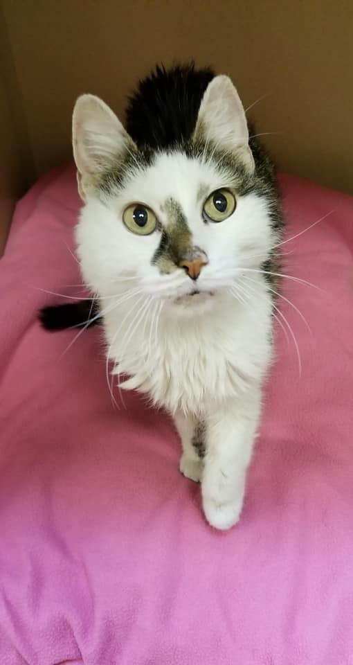 Magic Mike, an adoptable Domestic Medium Hair in Blaine, MN, 55434 | Photo Image 5