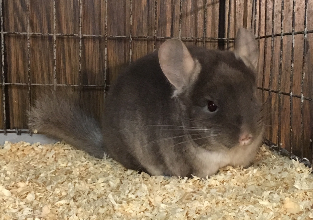 4 Month Old Brown Velvet Female Chinchilla Kit Baby detail page